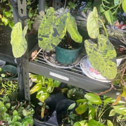 Mojito Colocasia Pond Plant 