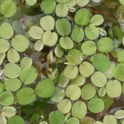 Live Aquarium/Pond Floating Plant Water Spangles 