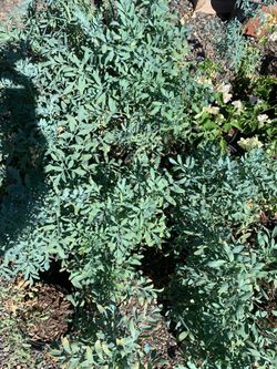 Rue/ruda plants