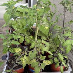 Organic Seedlings
