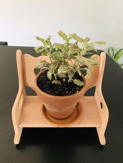 🌺🌺. FITONIA PLANT IN A TERRACOTTA POT, BENCH NOT INCLUDED 🌺🌺