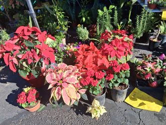 Poinsetias