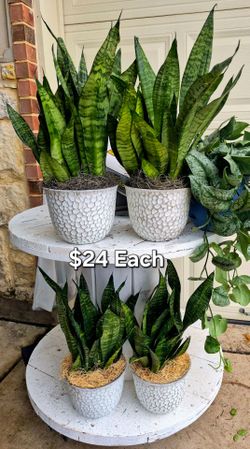 Tiger Striped Snake Plants ( Air purifiers)
