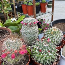 Cacti