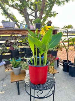 Yellow canna lilies