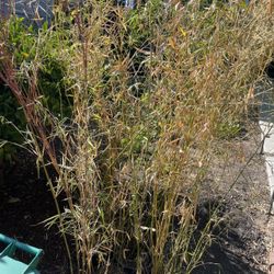 10 6-9’ Tall Potted Bamboo Plants