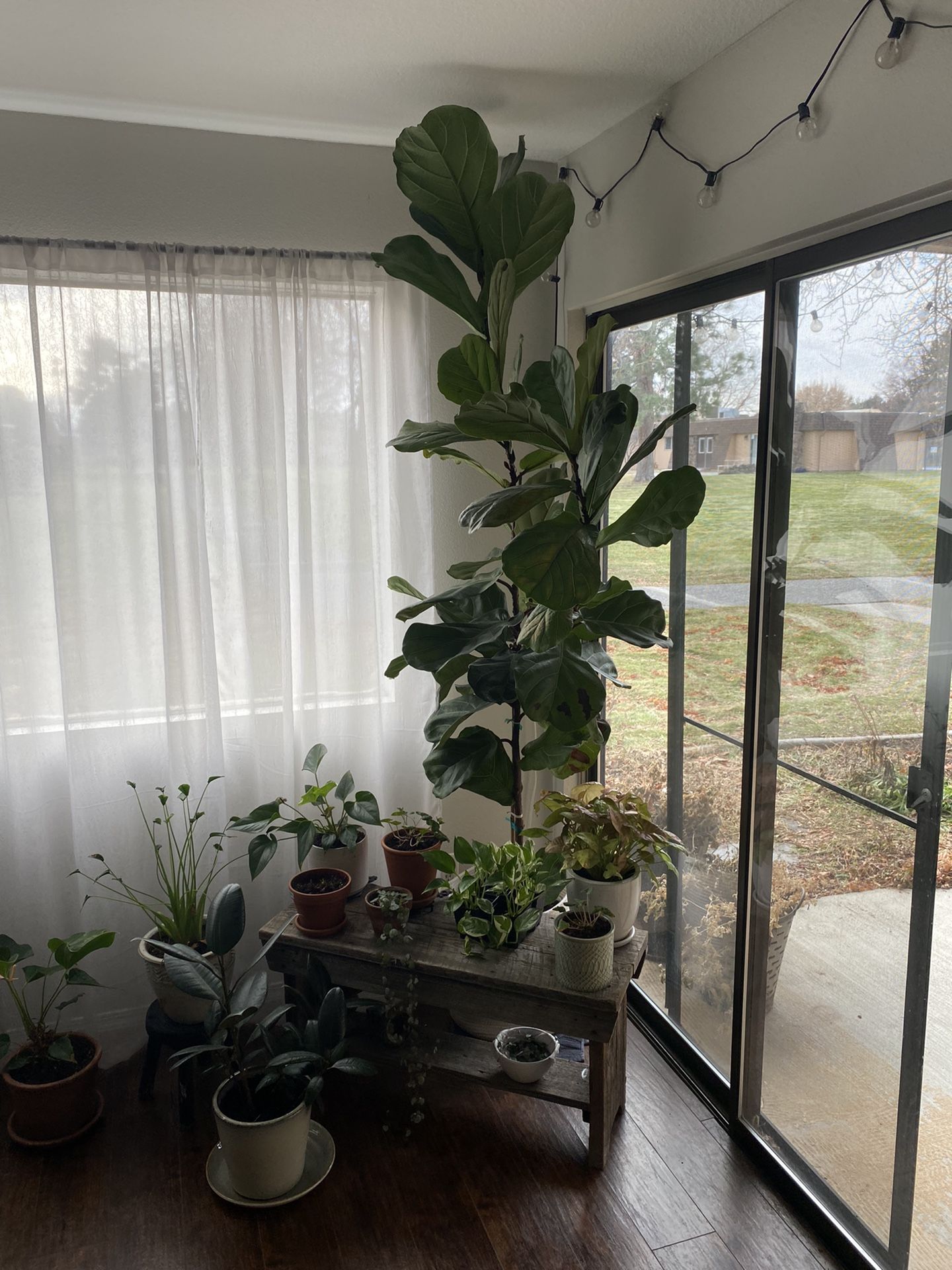 House Plant: Fiddle Leaf Fig - Ficus Lyrata 