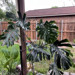 Monstera Plant 