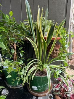 Snake plant w/ spider and wondering Jew plants 🪴