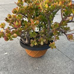Jade Plant