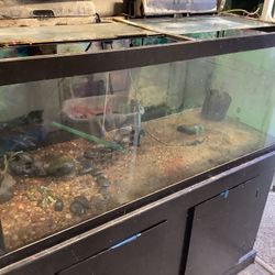 Aquariums 