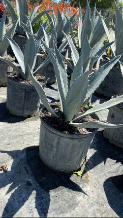 Blue Agave - 3 Gallons For $25