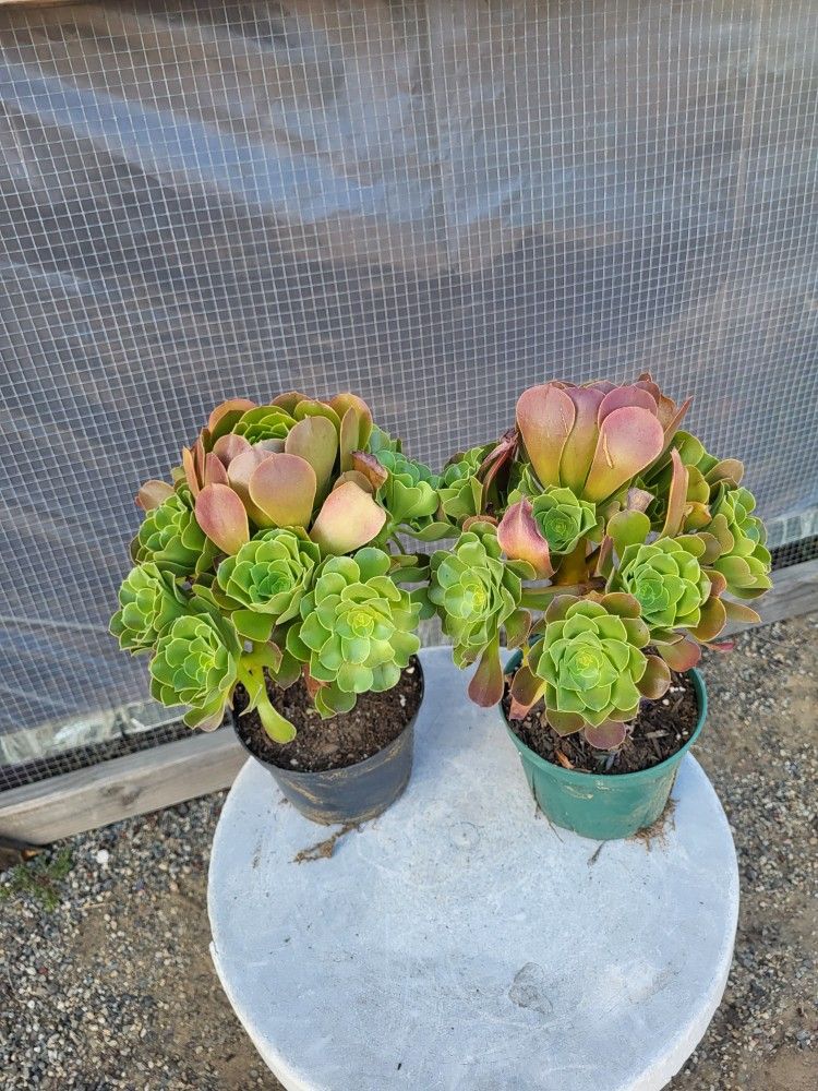 Aeonium Plants 6" Pot $4 Each