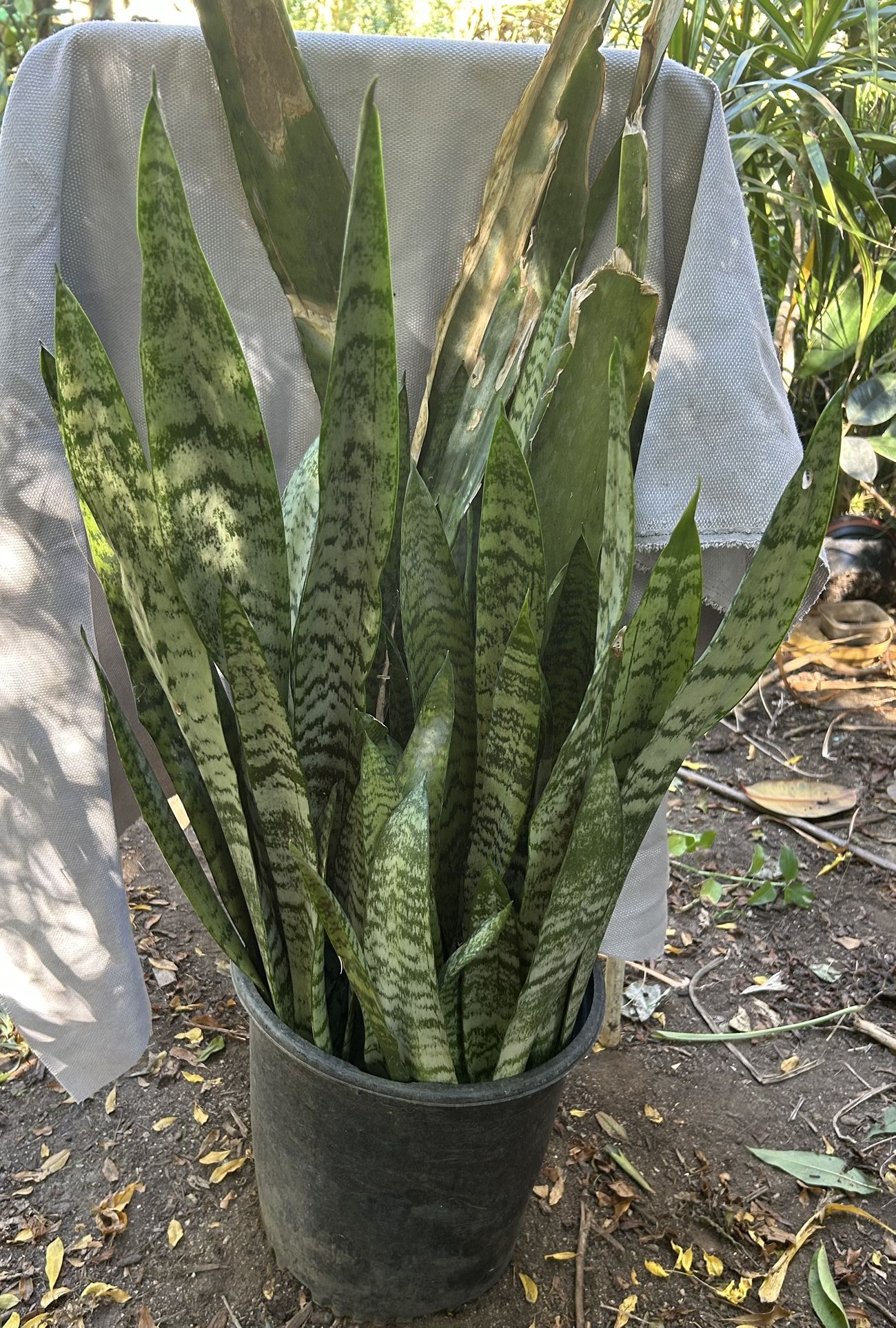 Snake Plant. /Lengua De Suegra