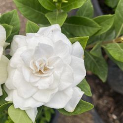 Gardenia Plant