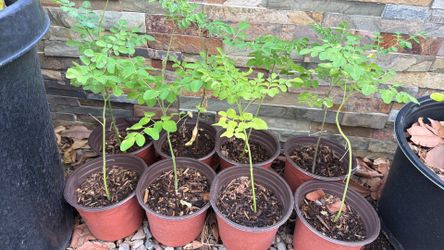 Moringa seedlings in North Phoenix