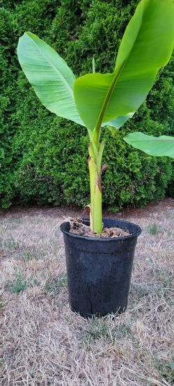 Banna tree (5 ft . $50 each)