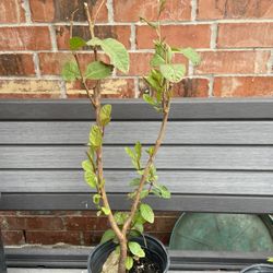 Guava Tree 