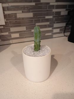Minimalist Blue Candle Cactus Plant