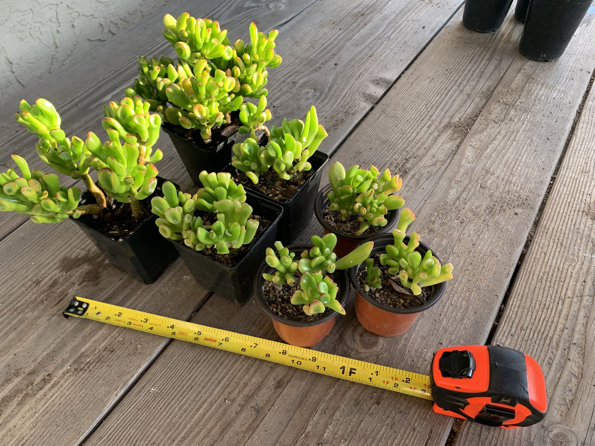 Crassula Ovata aka 'Ogre Ears'