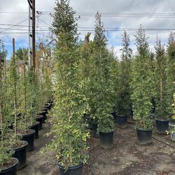 Eugenia Privacy Hedge