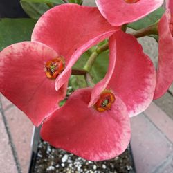 Corona De Cristo, Switzerland