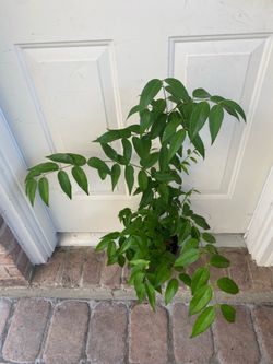 Angel wing Jasmine