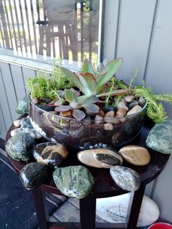 Succulent Plants
