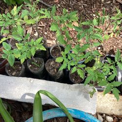 Organic Tomatoes Plant 2 For $5 