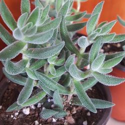 Fuzzy Crassula Succulent Plant