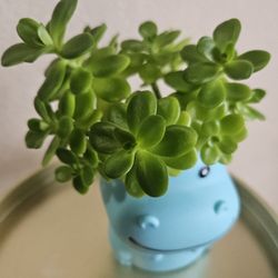 Plant in Hippopotamus Pot