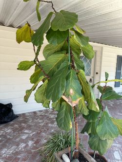 Fiddle Leaf Plant