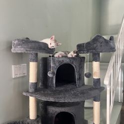 Cat Tree - $50