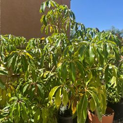 Large Umbrella Tree (Schefflera actinophylla)