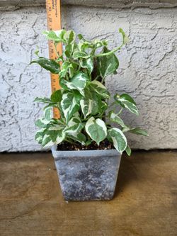 Pothos N'Joy Plant on Moss Pole
