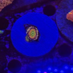 Aquarium Zoa Decoration 