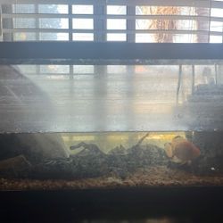 20 Gallon Fish Tank With Red Devel And Other Chiclids 