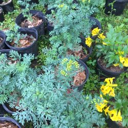 Plantitas De rudas