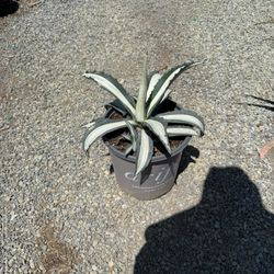 Agave americana ‘Mediopicta Alba’