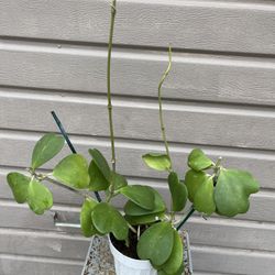 6” hoya kerrii
