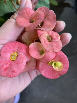 Corona de Cristo/ Crown of thorns