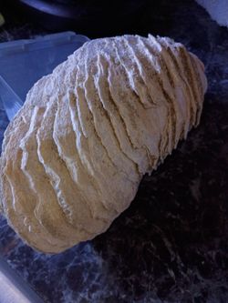 Fossilized clam shell