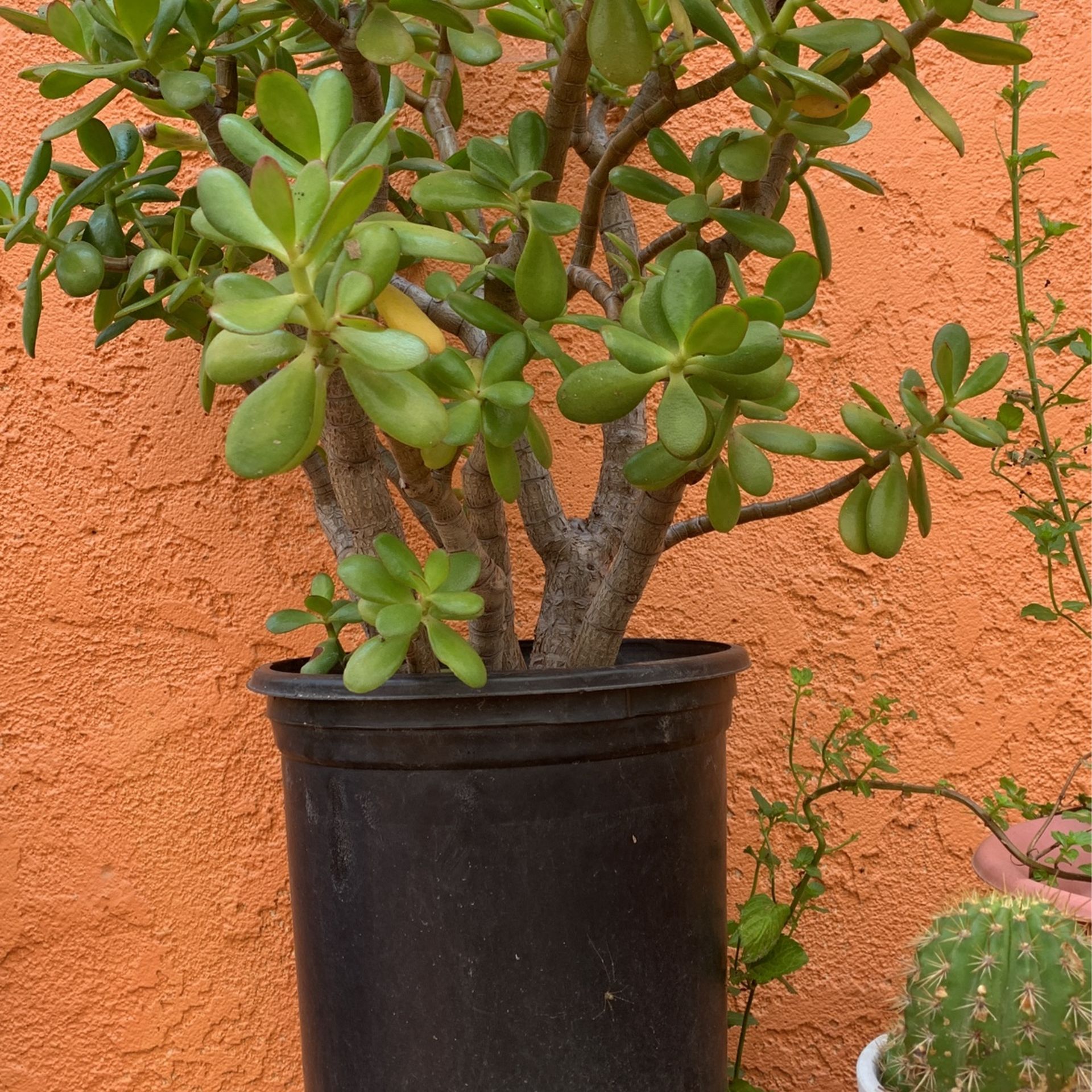 anana pineapple plant Pineapple Plant with Pink ELHO Vibes Pot