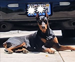 Doberman Puppies