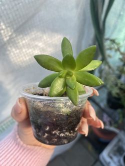 Copper tone Stone Crop Succulent Potted 