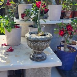 Desert Rose On Concrete Planter