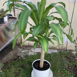 Indoor Plant