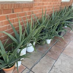 Large Aloe Vera Plants Available