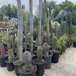 Wide Variety Of Cactus And Succulents Plants 