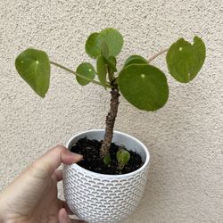 Pilea Plant With Pot